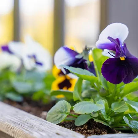 فيلة Rannakivi Puhkemaja